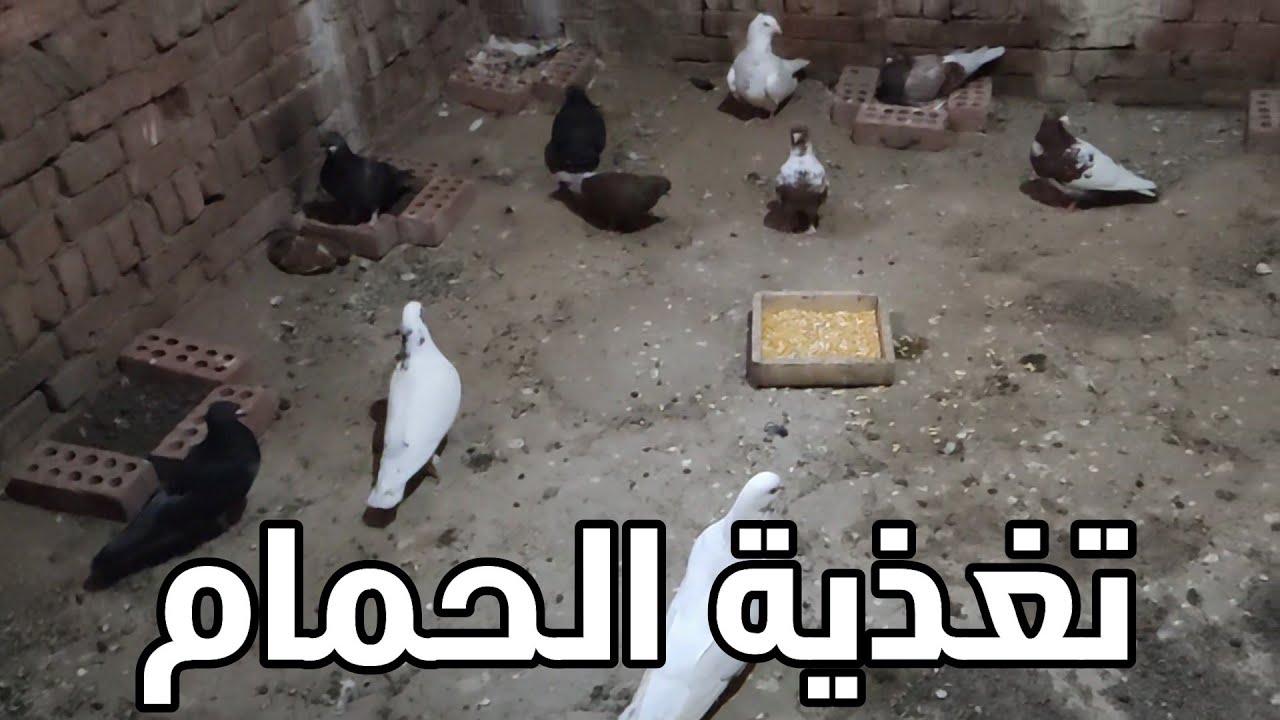 المتطلبات الغذائية للحمام السايب في غرفة مغلقة
