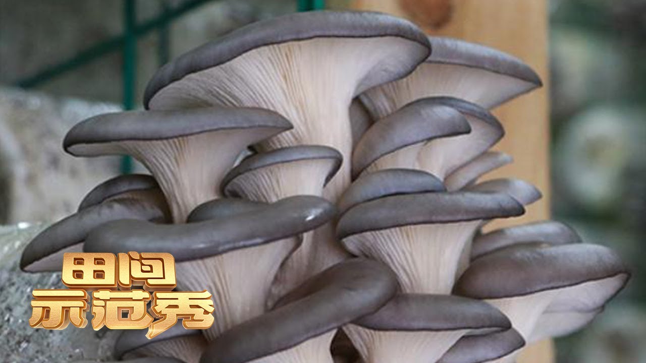 菌种很重要！专家教你如何种植蘑菇，让平凡的平菇也能赢得不平凡的财富！丨「田间示范秀」20230512