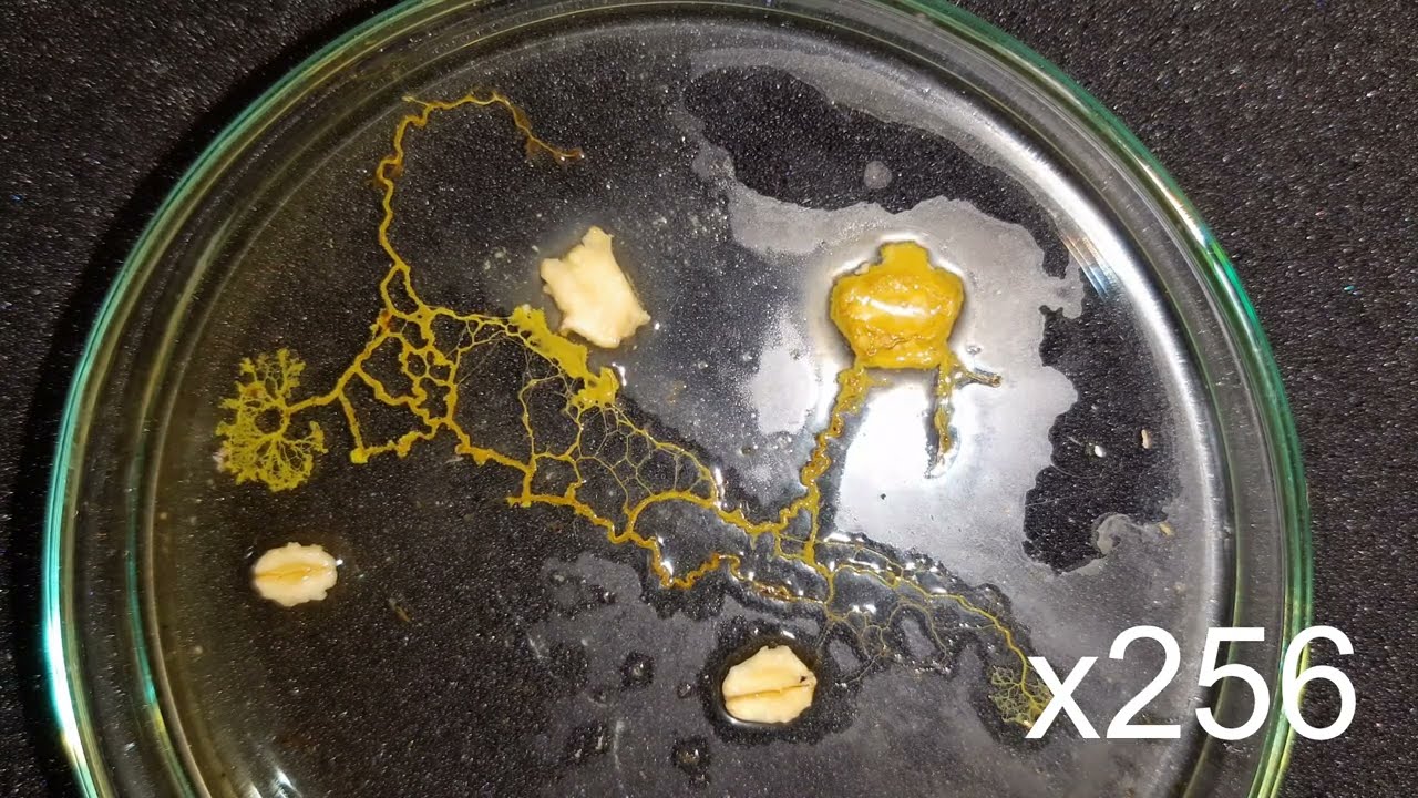 [🔴Odc. 009] ŚLUZOWIEC🦠 &bull; Physarum cf. polycephalum &bull; Timelapse jak pełznie🧬