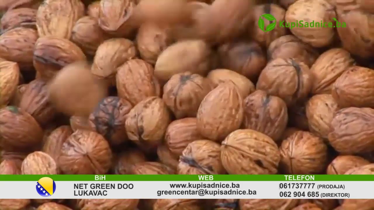 SADNICE ORAHA CHANDLER iz TURSKE - NET GREEN GROUP HR-SLO-BIH