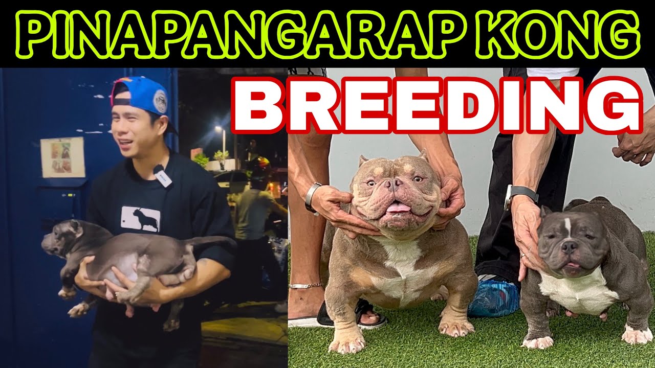 CONFIRM BREEDING NA NGA BA? JBROSPH KANG X WKENNEL BULGARIAN | NANO EXOTIC BULLY | BUNTIS SI BL
