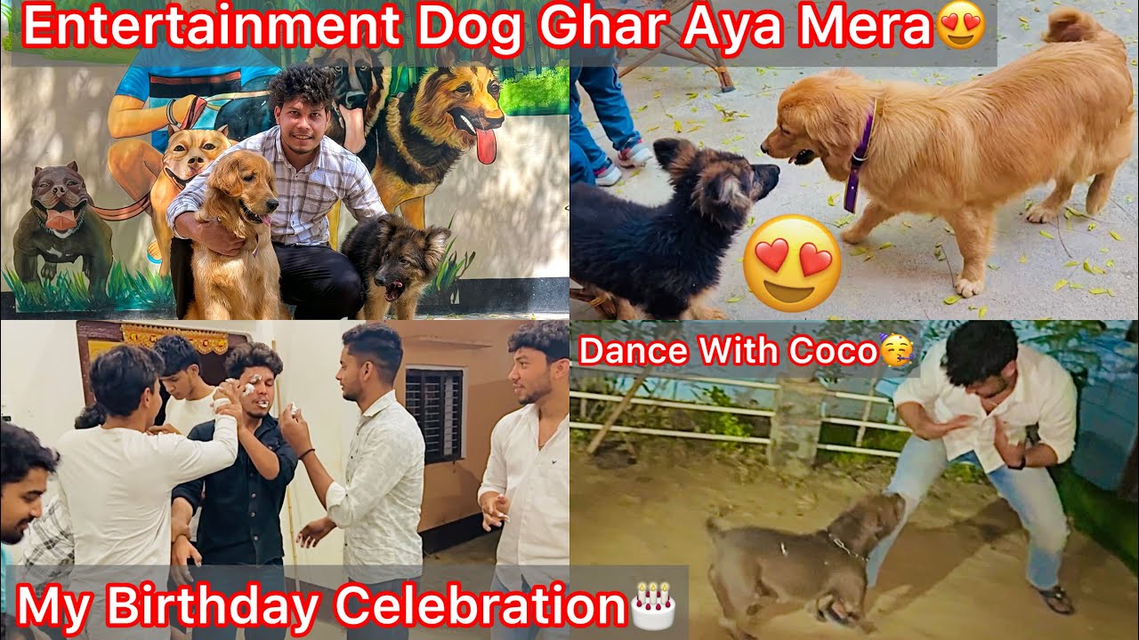Entertainment Movie Vala Dog Ghar Aya😍Apne Dogs Se Milvya🐶 My Birthday Celebration🎂 Dance With Coco😍