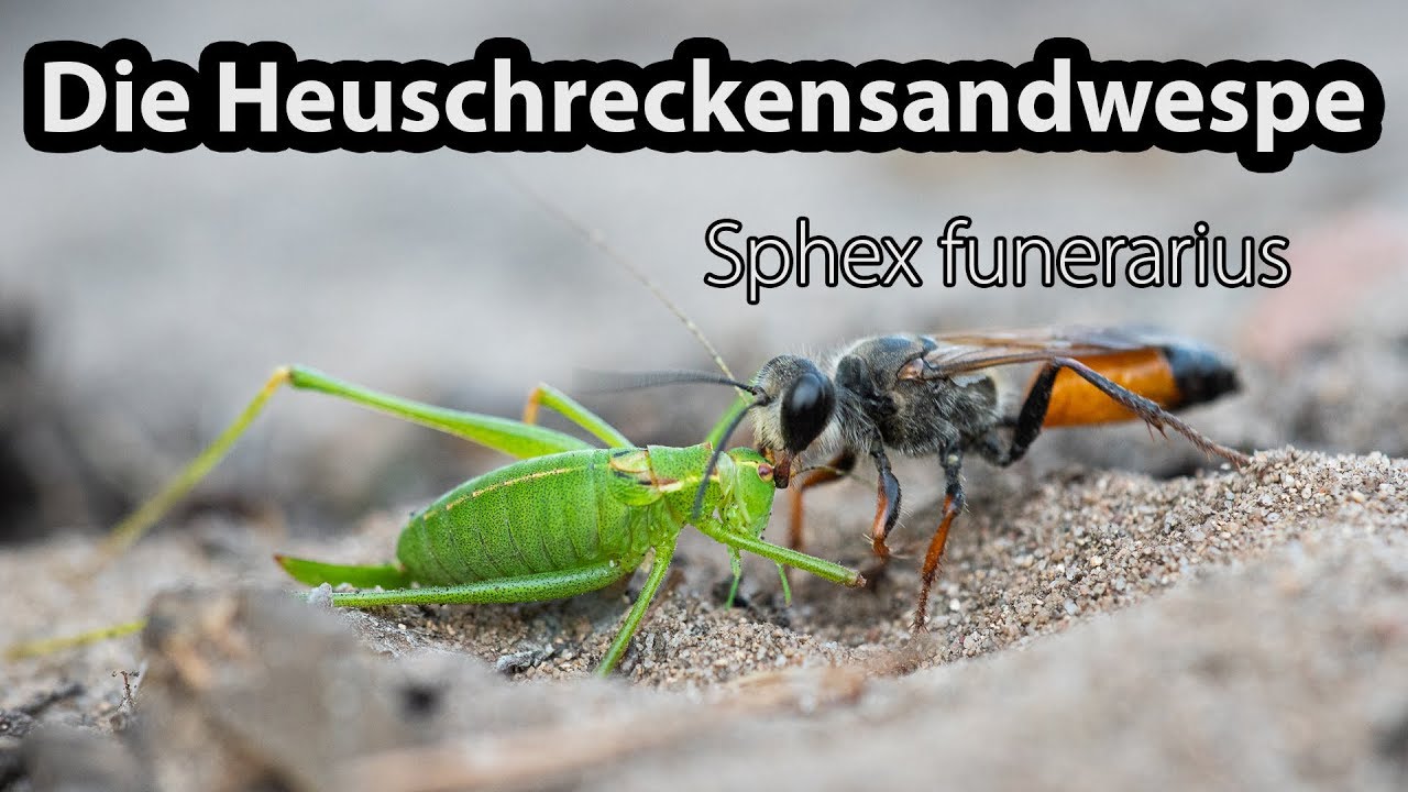 Die Heuschreckensandwespe - Sphex funerarius