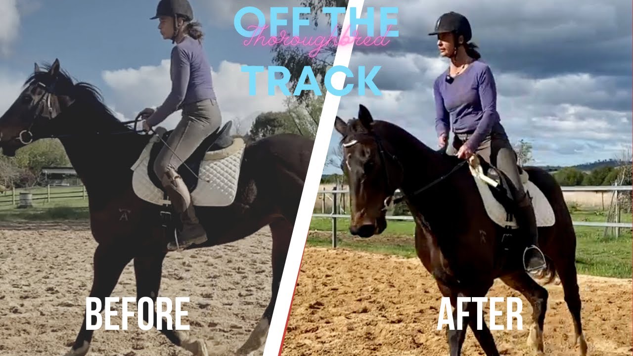 HOW TO GET YOUR HORSE ON THE BIT AND IN A NICE OUTLINE - #ottb #ottbretraining #ottbsuccessacademy
