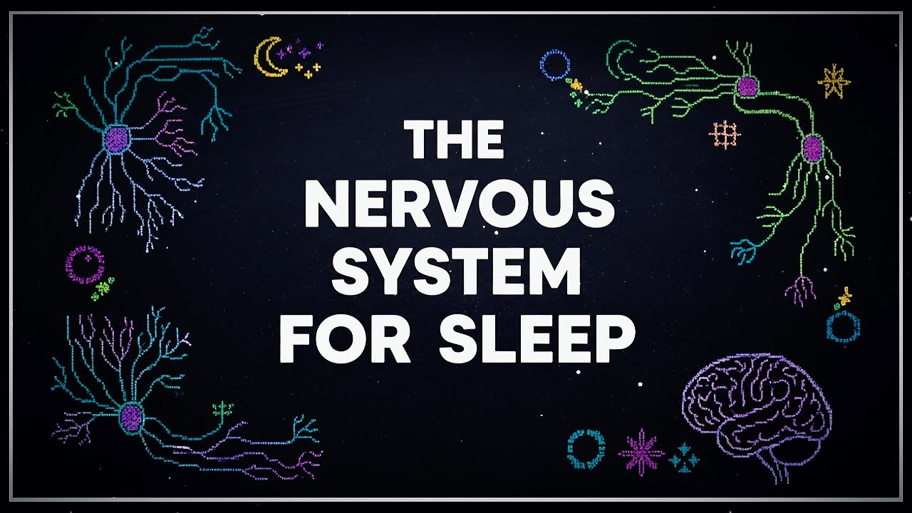 Anatomy & Physiology for Sleep: The Nervous System (Complete 10-Part Course) As You Sleep