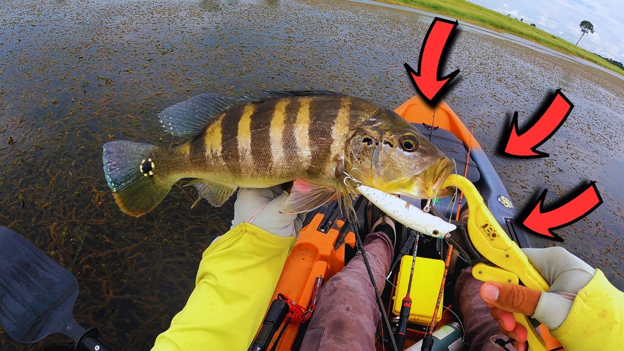 COMO PESCAR TUCUNÁRES NO OUTONO!!! PESCARIA RIO TIÊTE E PARANÁ!!!