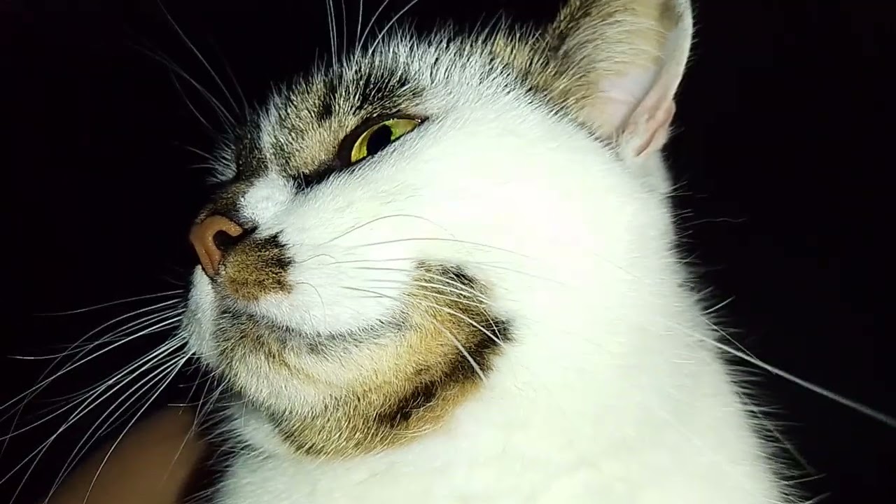 И ТАКИЕ УТРЫ БЫВАЮТ! 😽 УСАСТОЕ И НОСАСТОЕ ДОБРОЕ ,СЛАВНОЕ УТРО!😻