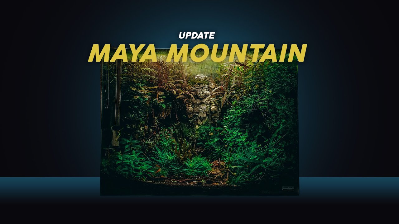 MAYA MOUNTAIN - 3 Months Update | Aquascaping Maintenance