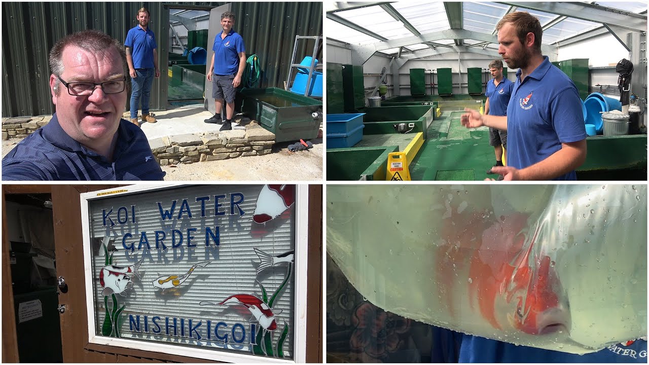 A visit to Koi Water Garden in Surrey and and the purchase of a new male Goshiki parent