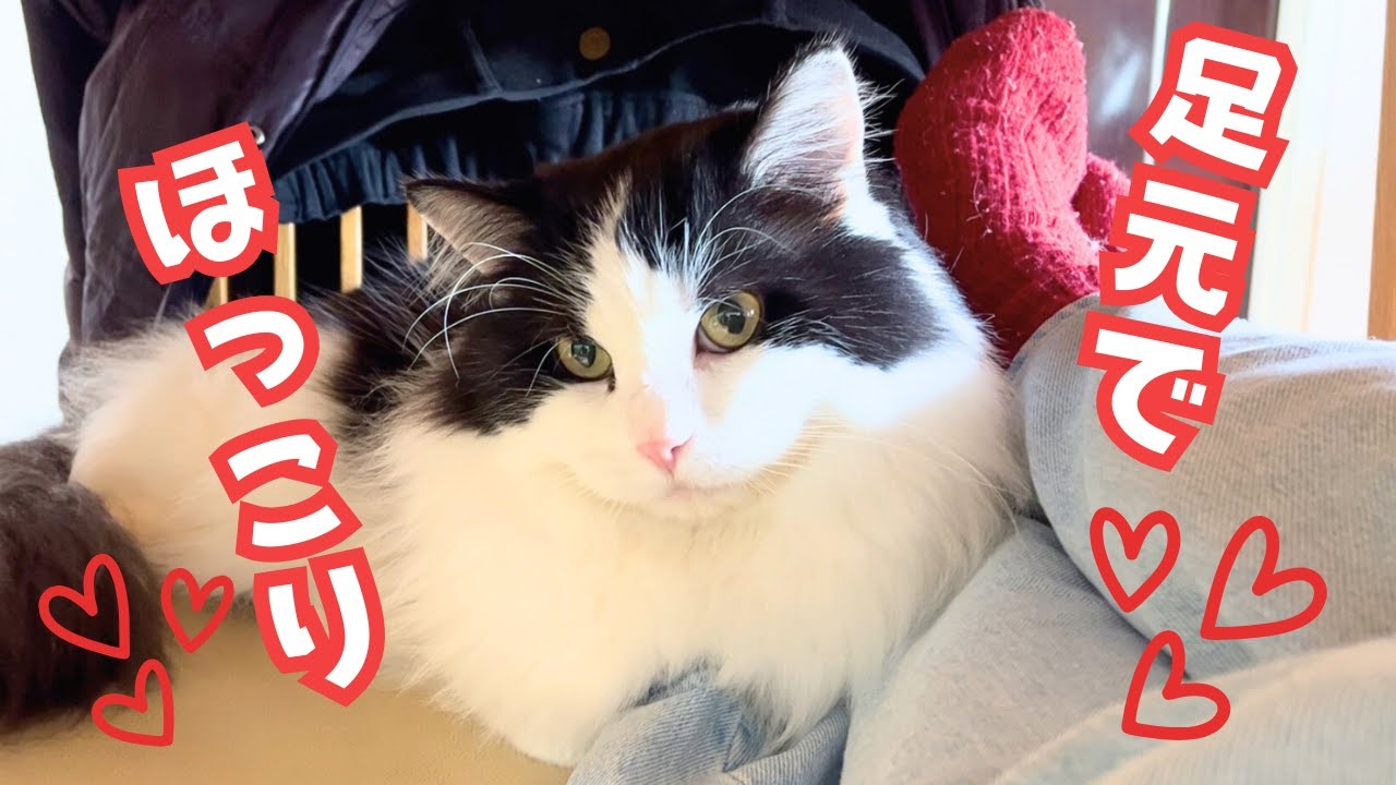 【ツンデレ猫】控えめに家族の足元で暖をとる愛猫がかわいい♡｜ハチワレ猫｜ラグドール✖️マンチカンの男の子