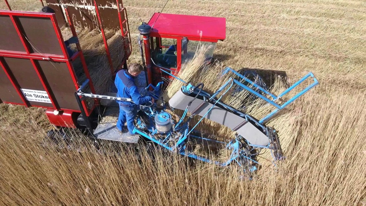 Ale Stoker rietsnijden en riethandel