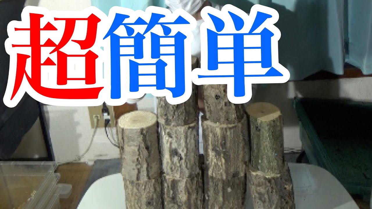 フタマタ系の産卵に最適！バクテリア材の作り方！