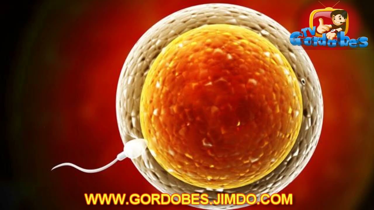 Los test&iacute;culos y los ovarios. Reportaje del Gordob&eacute;s