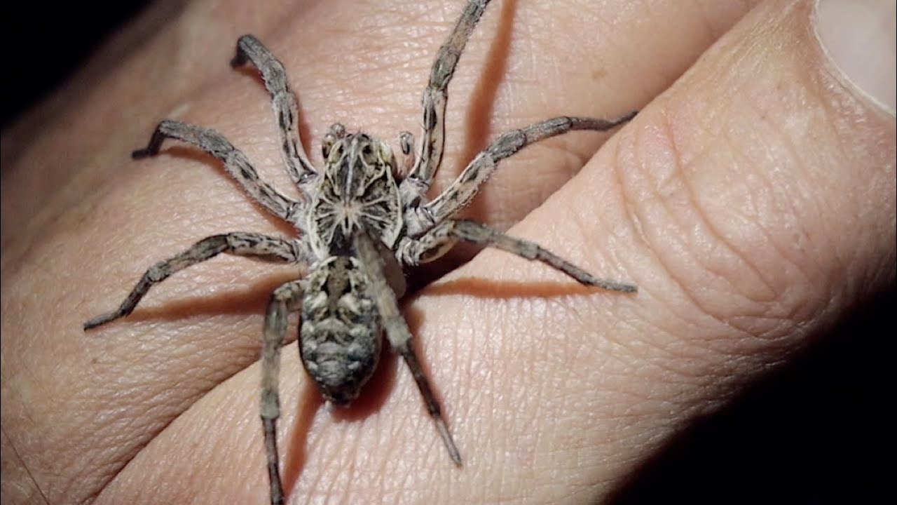 What Will This BIG Spider Do?