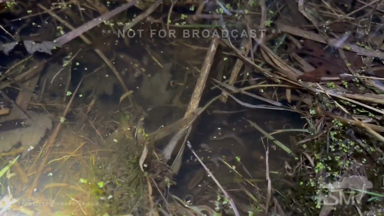 03-16-2025 Wellington, Oh - Salamander Migration