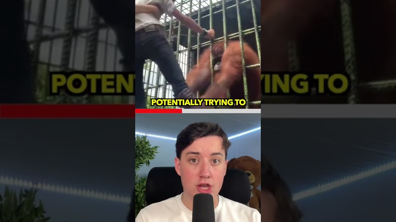 MONKEY ATTACK VIDEO EXPLAINED! #Shorts