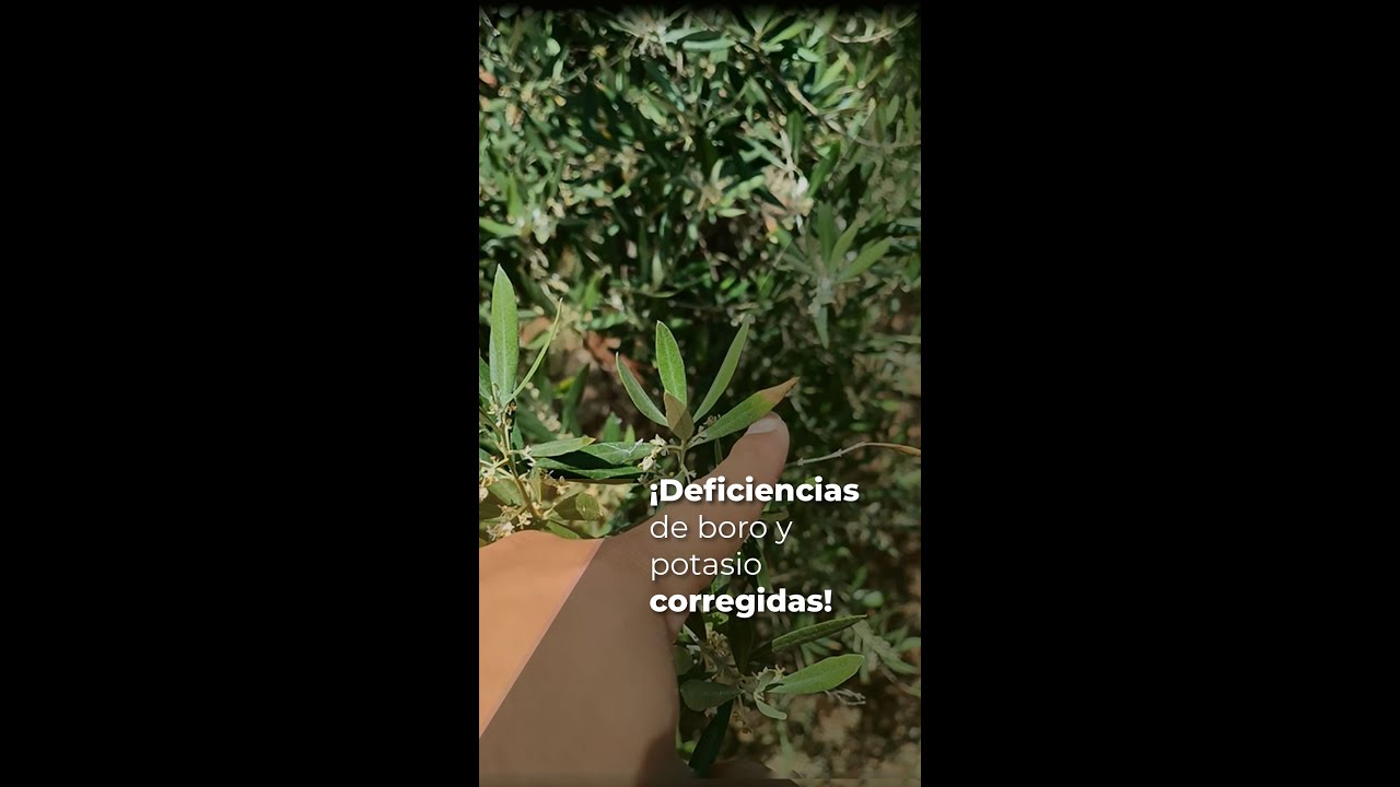 DEFICIENCIAS DE BORO Y POTASIO CORREGIDAS