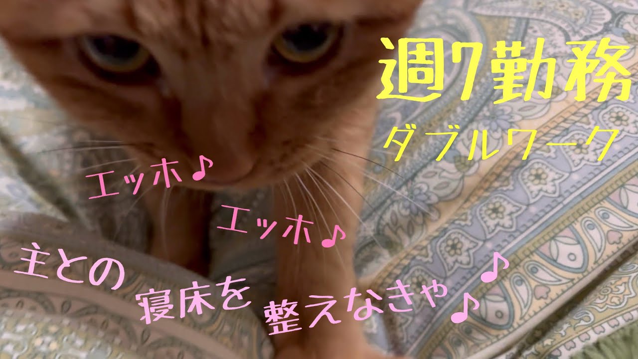 【猫のいる暮らし】🐱主ガチャ外れ‥。ダブルワーク、平日夜の暮らし。50代一人。