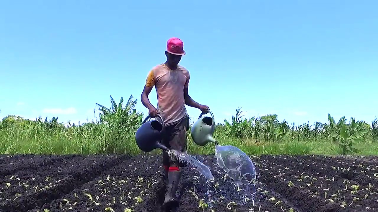 Experiência Moçambicana na prática da agricultura de conservação Sombrite e Estufa