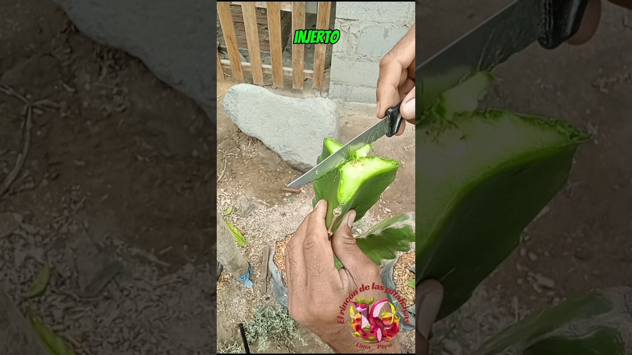 😱😱Como realizo los INJERTOS en mis PITAHAYAS 🐉🐉 #comohacerinjertos #pitahayas #pitaya #dragonfruit