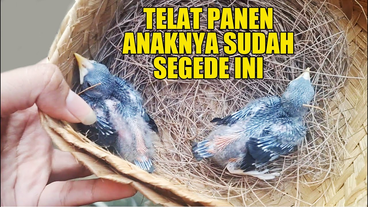 TELAT PANEN ANAKNYA SUDAH SEGEDE INI !! ANEH YA..BURUNG INI INDUKNYA KECIL ANAKNYA BISA SEBESAR INI