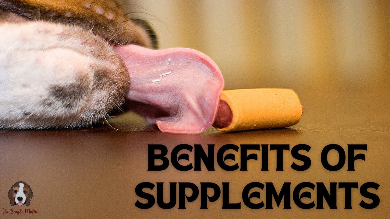 Top 7 Benefits Of Pet Health Supplements