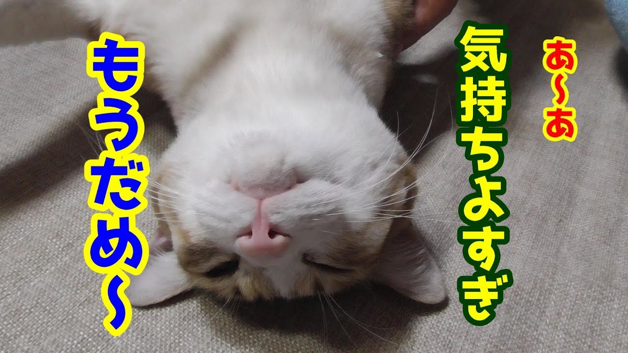 バンザイ猫にブラッシングとマッサージをしたら、あられもない姿でなすがままになった！