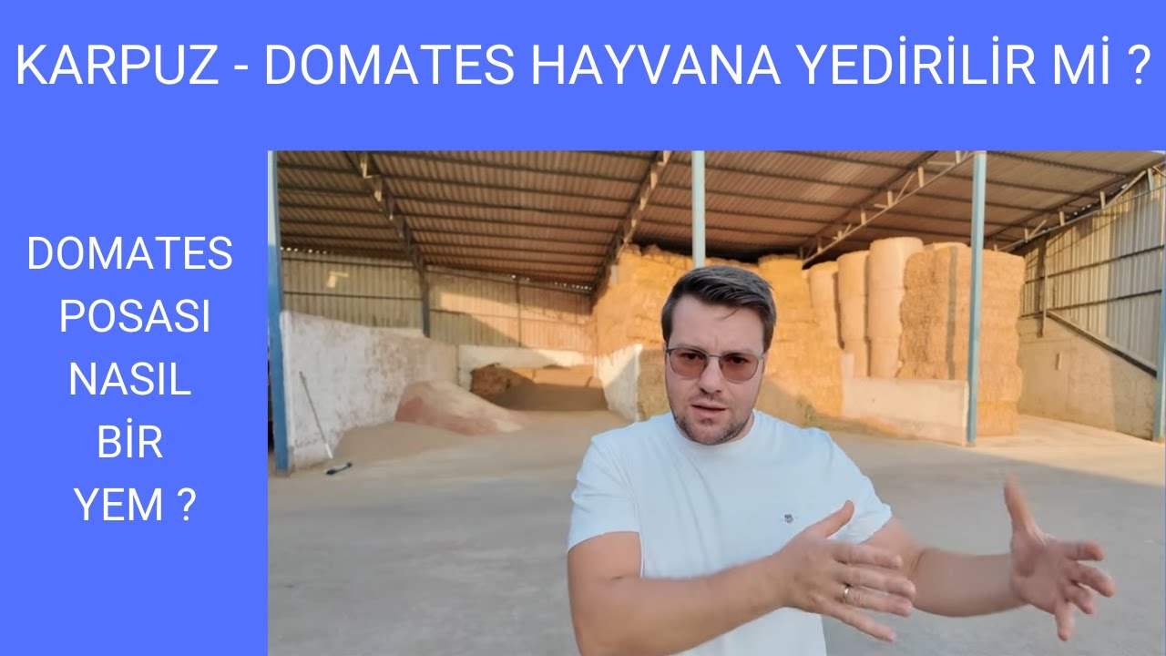 Karpuz, domates hayvanlara yedirilir mi ? Domates Posası nasıl yedirilir ?
