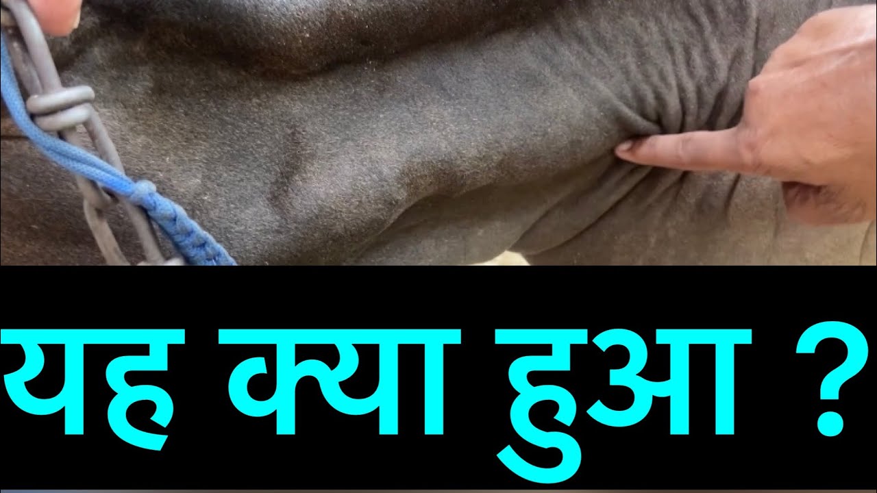 Symptoms of traumatic reticulopericarditis l TRP l treatment of TRP l dr umar khan