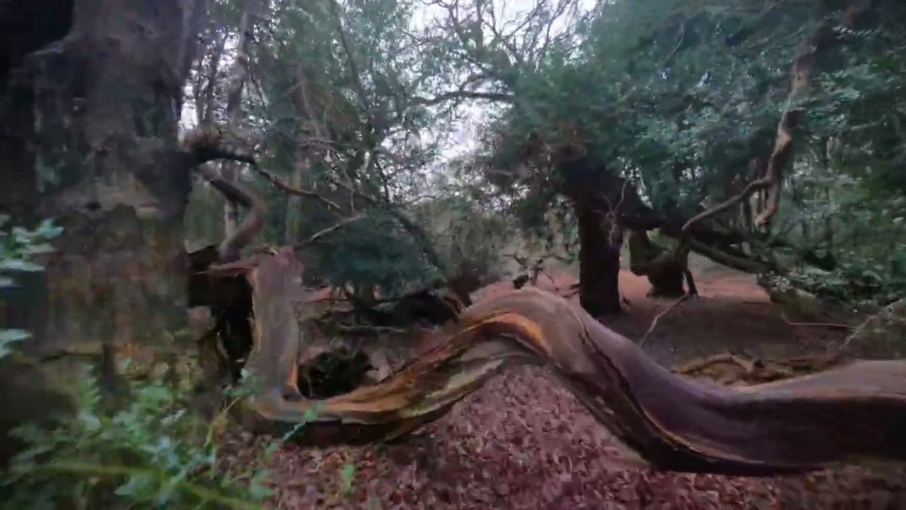 3 MIN EXCERPT OF THE MAGICAL WOODS 2 VIDEO