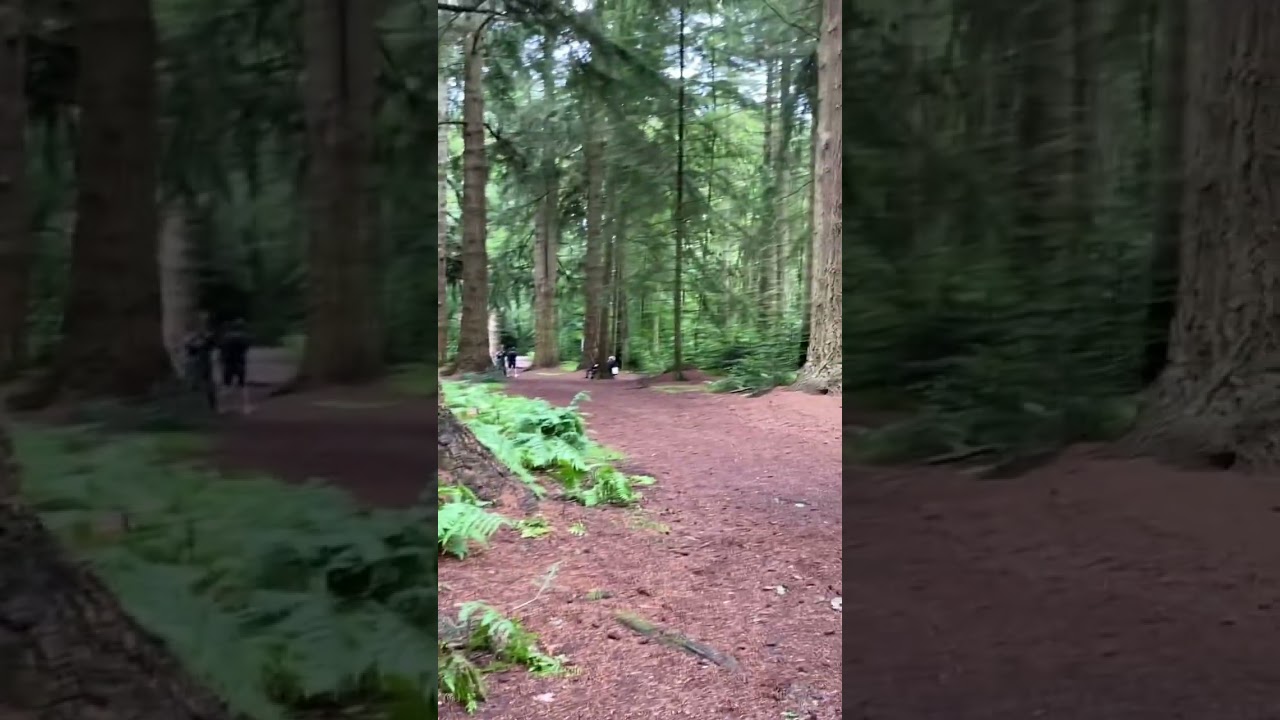 The Tall Trees Trail is a beautiful spot to practice Shinrin-yoku &lsquo;forest bathing&rsquo; in the uk