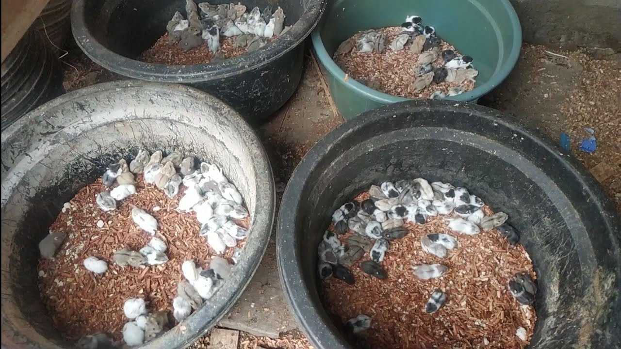 TERNAK HAMSTER  OMSET   BELASAN JUTA/BULAN 🇲🇾