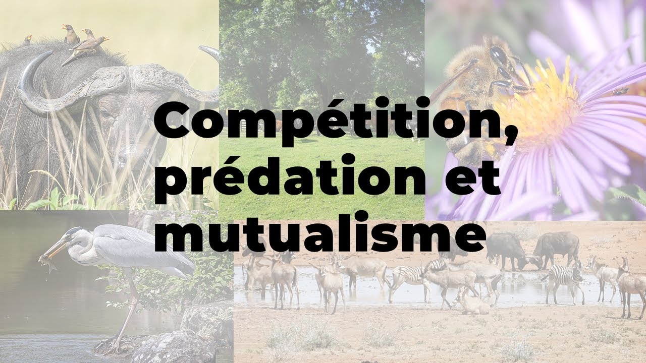 Comp&eacute;tition, pr&eacute;dation et mutualisme