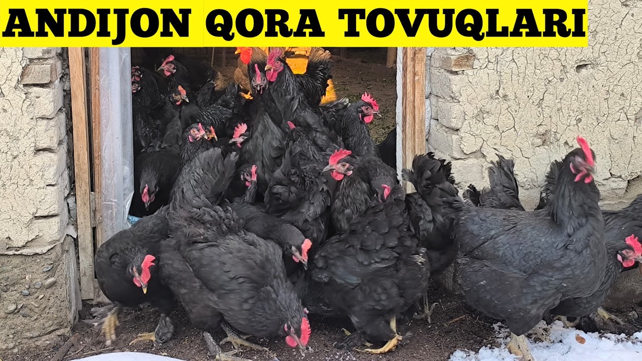 ANDIJON QORA TOVUQLARI 902580246  23.01.2026