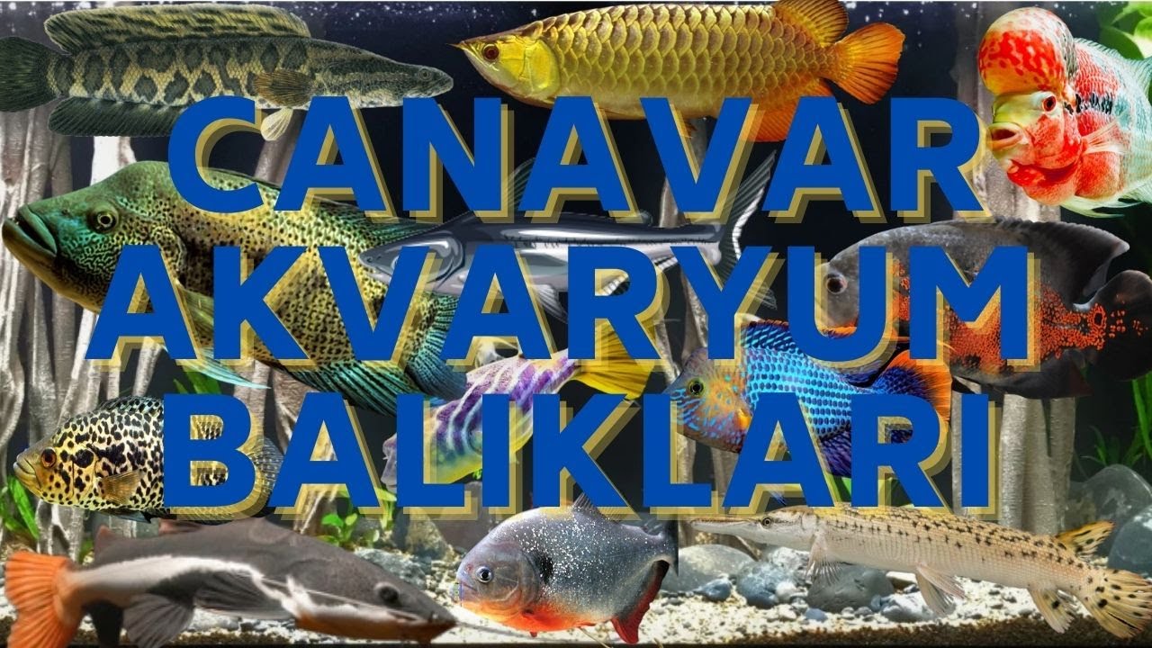 🐟 Akvaryumda Beslenebilecek En Yırtıcı Balıklar! ⚔️