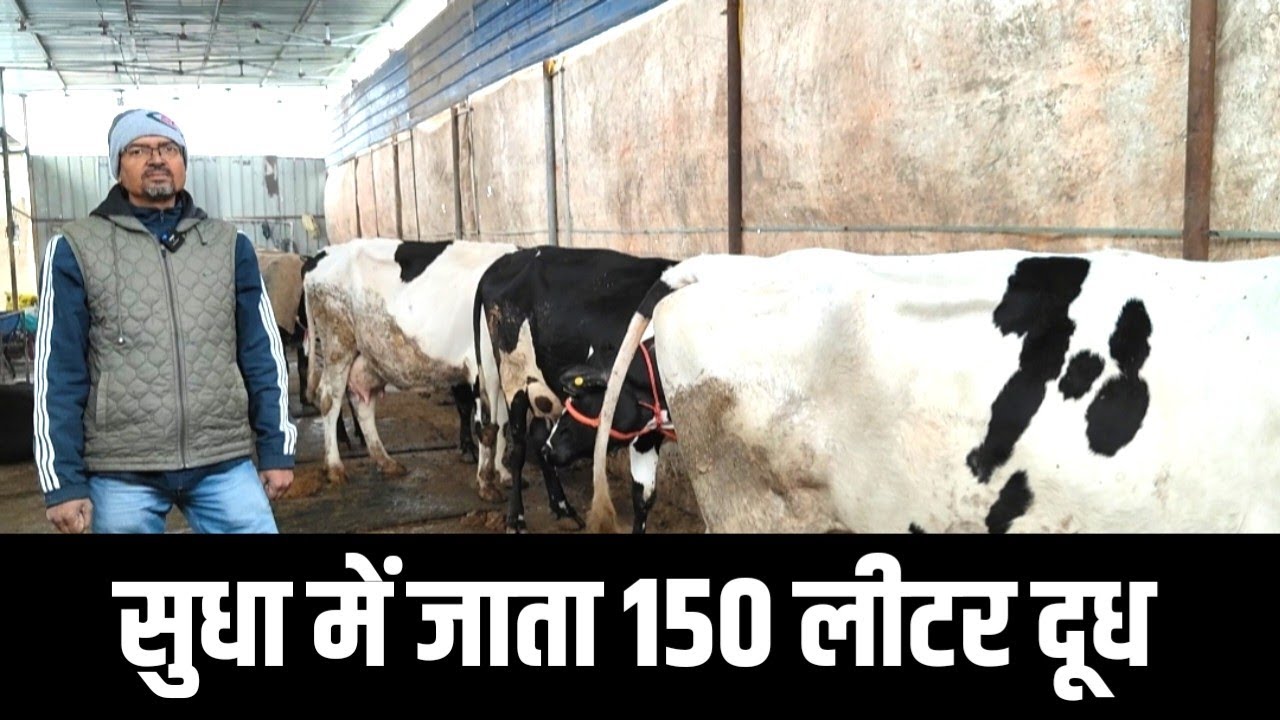 मेरे Dairy Farm डेढ़ सौ लीटर दूध जाता है सुधा में  | Dairy Farming