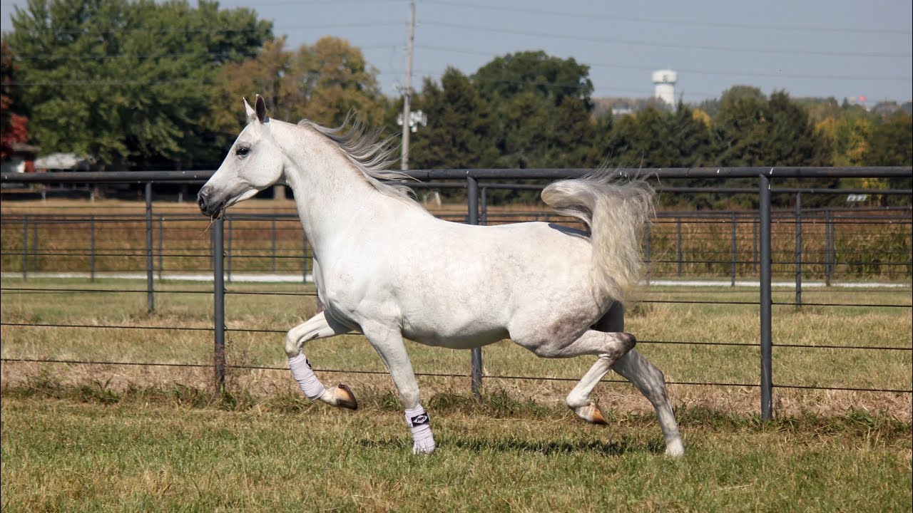 SOLD Arabian Country Pleasure Horse For Sale