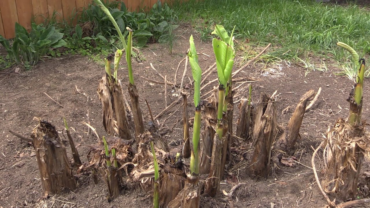 Covering your Hardy Banana ( Musa basjoo) for the Winter