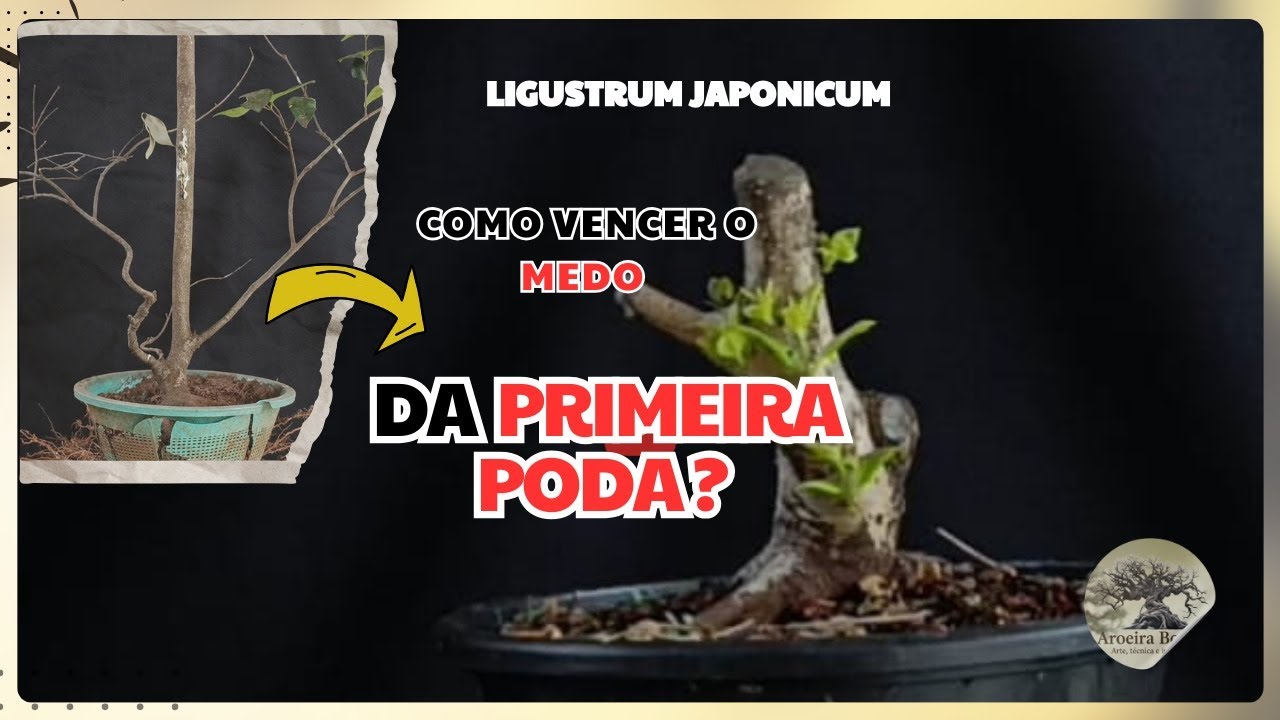 Como vencer o medo da primeira poda? Acompanhe com esse vídeo de um Ligustro Japônica.