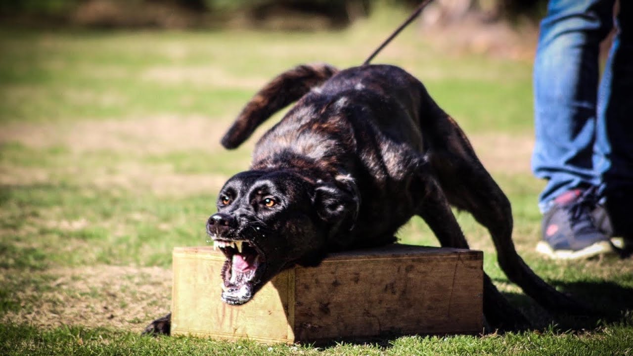KNPV attacks police dogs in Holland