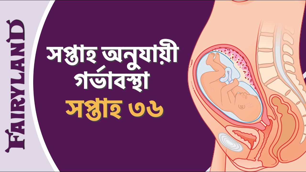 গর্ভাবস্থার ছত্রিশ তম সপ্তাহ | সপ্তাহ অনুযায়ী গর্ভাবস্থা | সপ্তাহ ৩৬