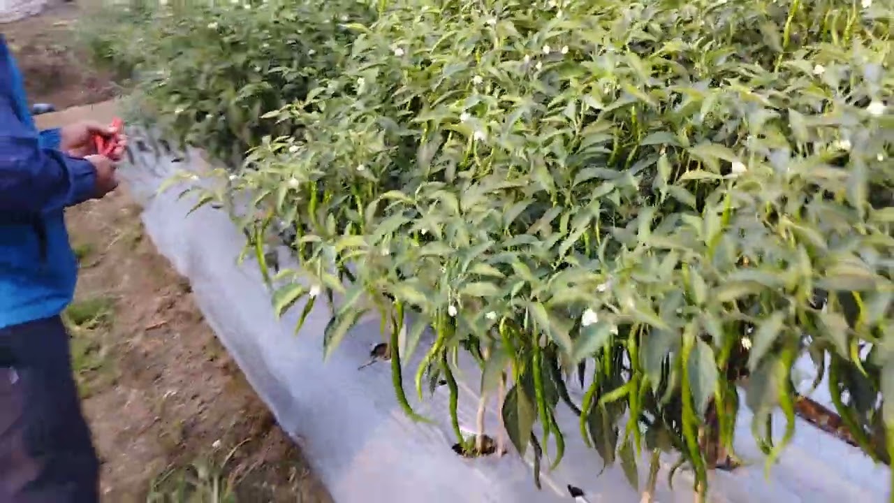 CABE Unggulan CKTAV8 F1, HASIL PANEN MELIMPAH