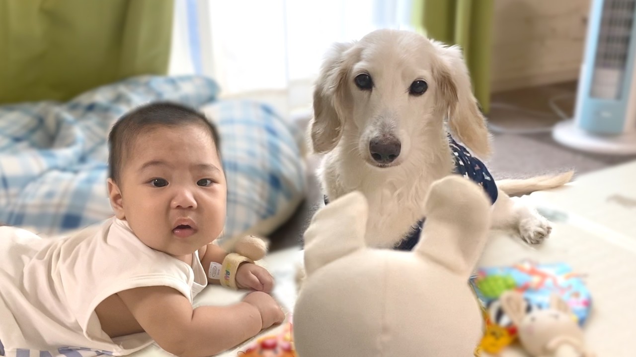 おもちゃに手を出しまくる不貞犬に赤ちゃんがブチギレました…