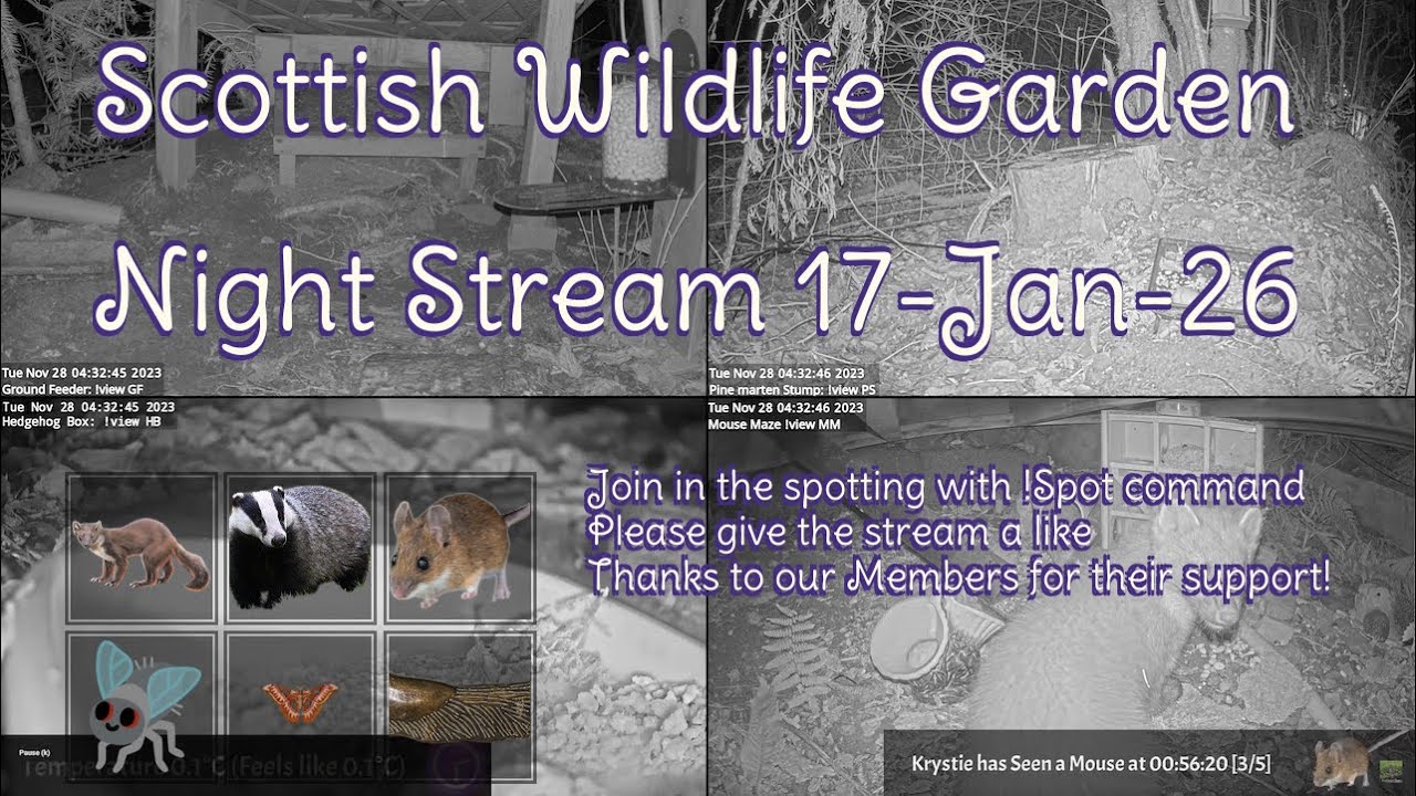 Night Stream January 17th 2026 | Bird Feeders, Wildlife Cameras Scotland UK from SWG