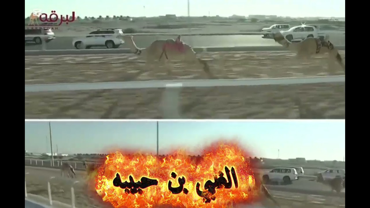 الظبي عشاقة الجماهـير 🔥🫡