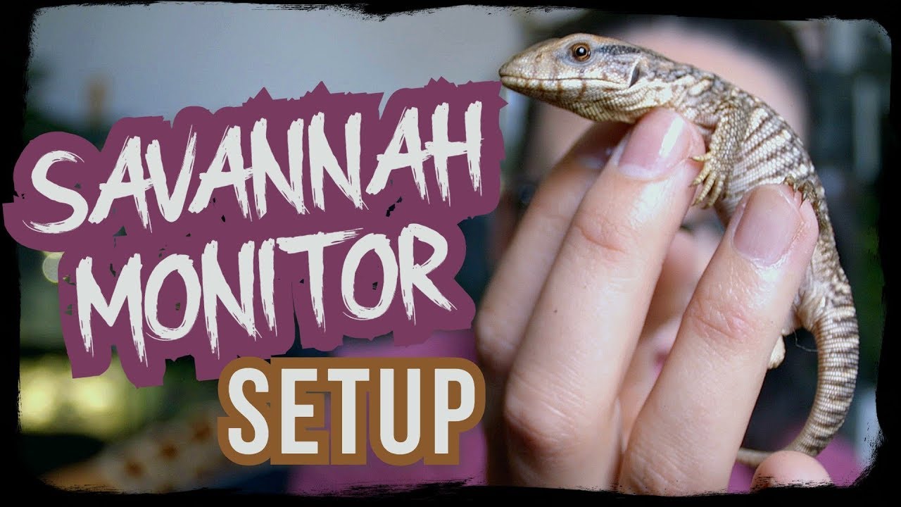 BABY SAVANNAH MONITOR SETUP
