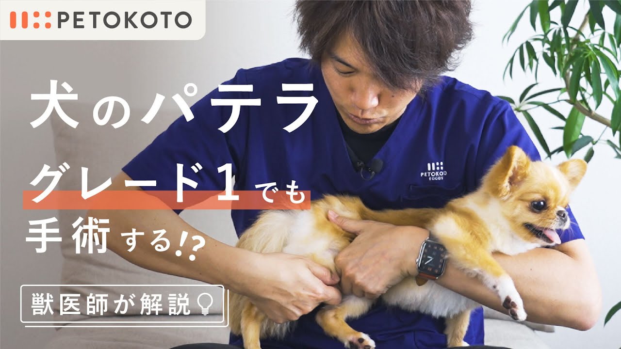 【犬のパテラ（膝蓋骨脱臼）】の歩き方の症状や原因・治し方（グレード別）を獣医師が解説