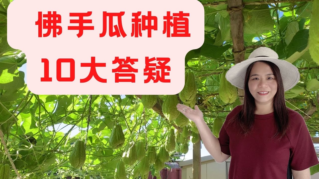 佛手瓜种植10大答疑  解决种菜新手的疑问