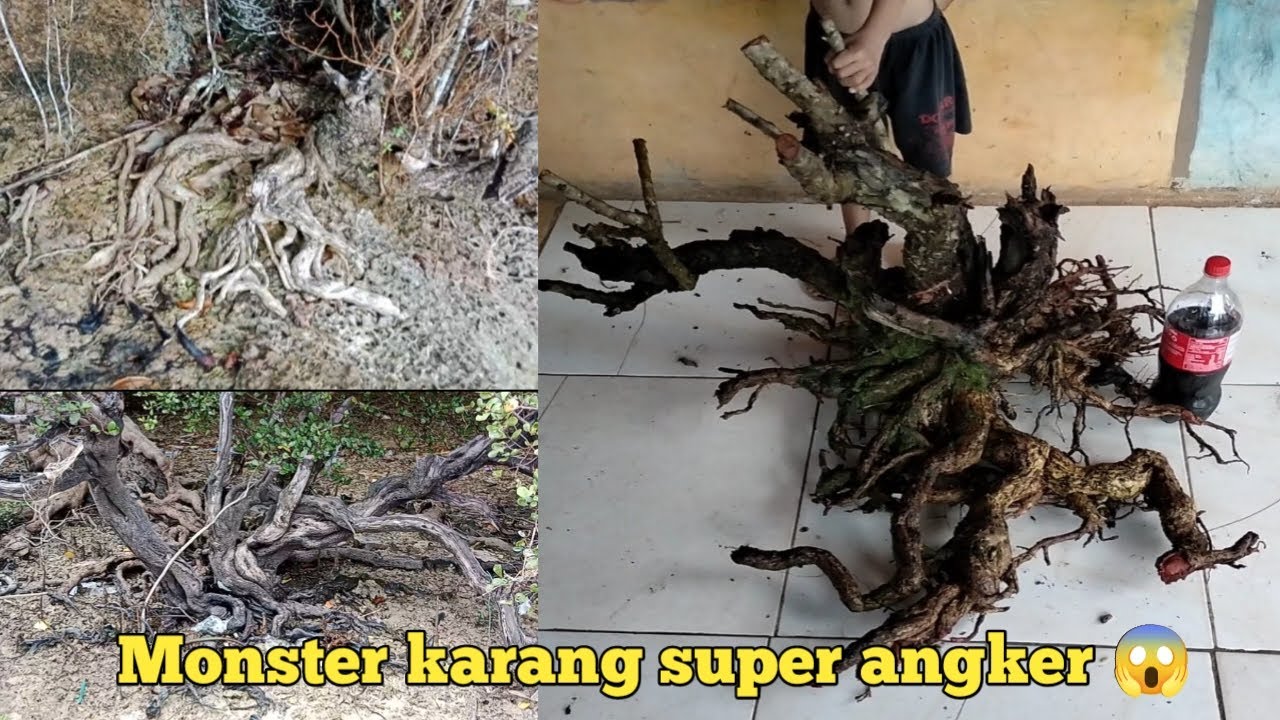 Berburu bahan bonsai santigi,, banyak yg jumbo monster 😱😱