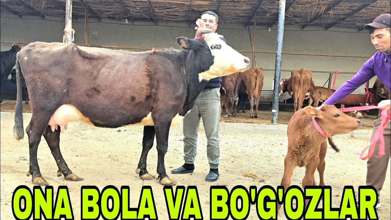 Razzoqjon ukamizdan yana yangi partiya ona bola va bo'g'oz sigirlar 18 марта 2026 г.